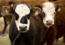 Якісні та доступні кормові добавки для худоби