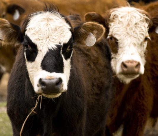 Якісні та доступні кормові добавки для худоби