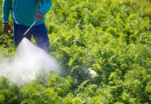 Добрива для городу: що варто знати перед покупкою?