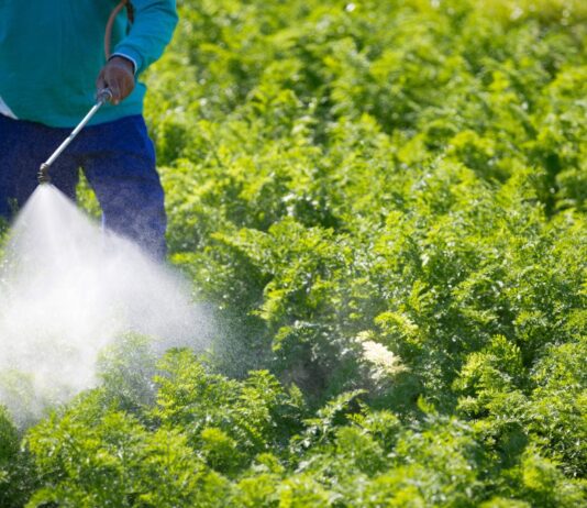 Удобрения для огорода: что следует знать перед покупкой?