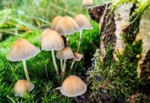 Дослідження позитивного впливу псилоцибінових грибів на організм