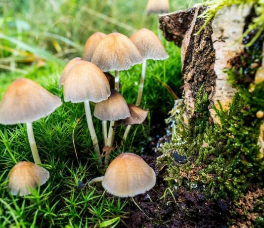 Дослідження позитивного впливу псилоцибінових грибів на організм