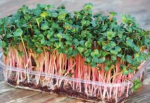 Як і навіщо лучани вирощують мікрогрін в домашніх умовах