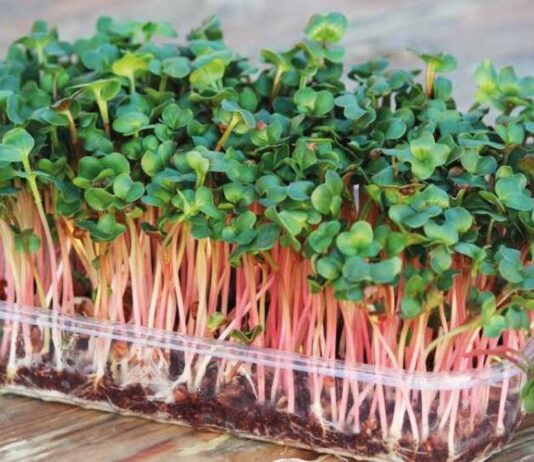 Як і навіщо лучани вирощують мікрогрін в домашніх умовах