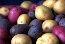 Як у Луцьку вирощують кольорову картоплю