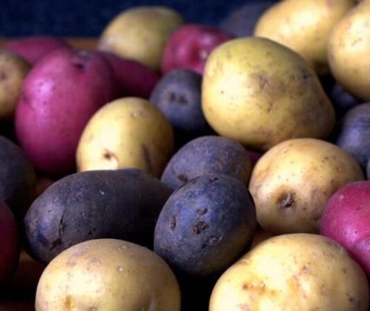 Як у Луцьку вирощують кольорову картоплю