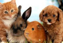 Чим годувати вашого улюбленця? Рекомендації щодо кормів для котів, собак та гризунів