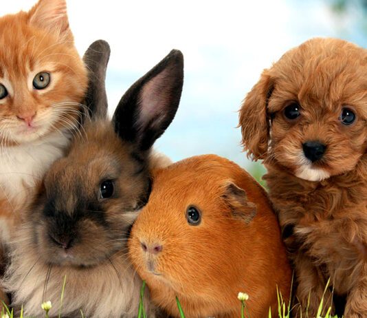 Чим годувати вашого улюбленця? Рекомендації щодо кормів для котів, собак та гризунів