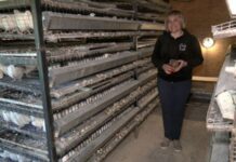 Як фермерка на Волині виробляє охолоджене перепелине м’ясо