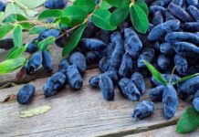 Як на Волині оселилась жимолость