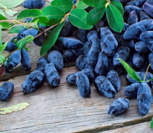 Как на Волыни поселилась жимолость