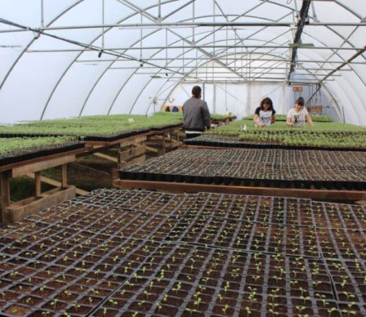 О «Волынском саде» и его тепличном хозяйстве