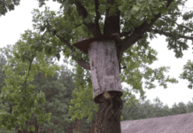 Від бортництва до сучасних пасік: історія бджільництва на Волині