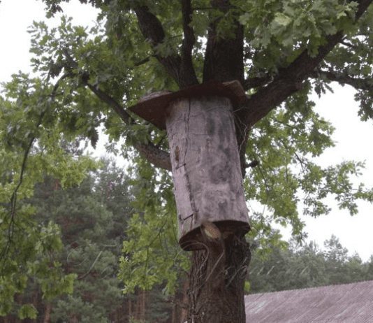 От бортничества до современных пасек: история пчеловодства на Волыни