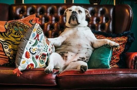 Готелі для тварин у Луцьку: де залишити улюбленця