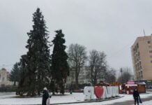 Що не так з головними ялинками Луцька та чи є шанс все виправити?