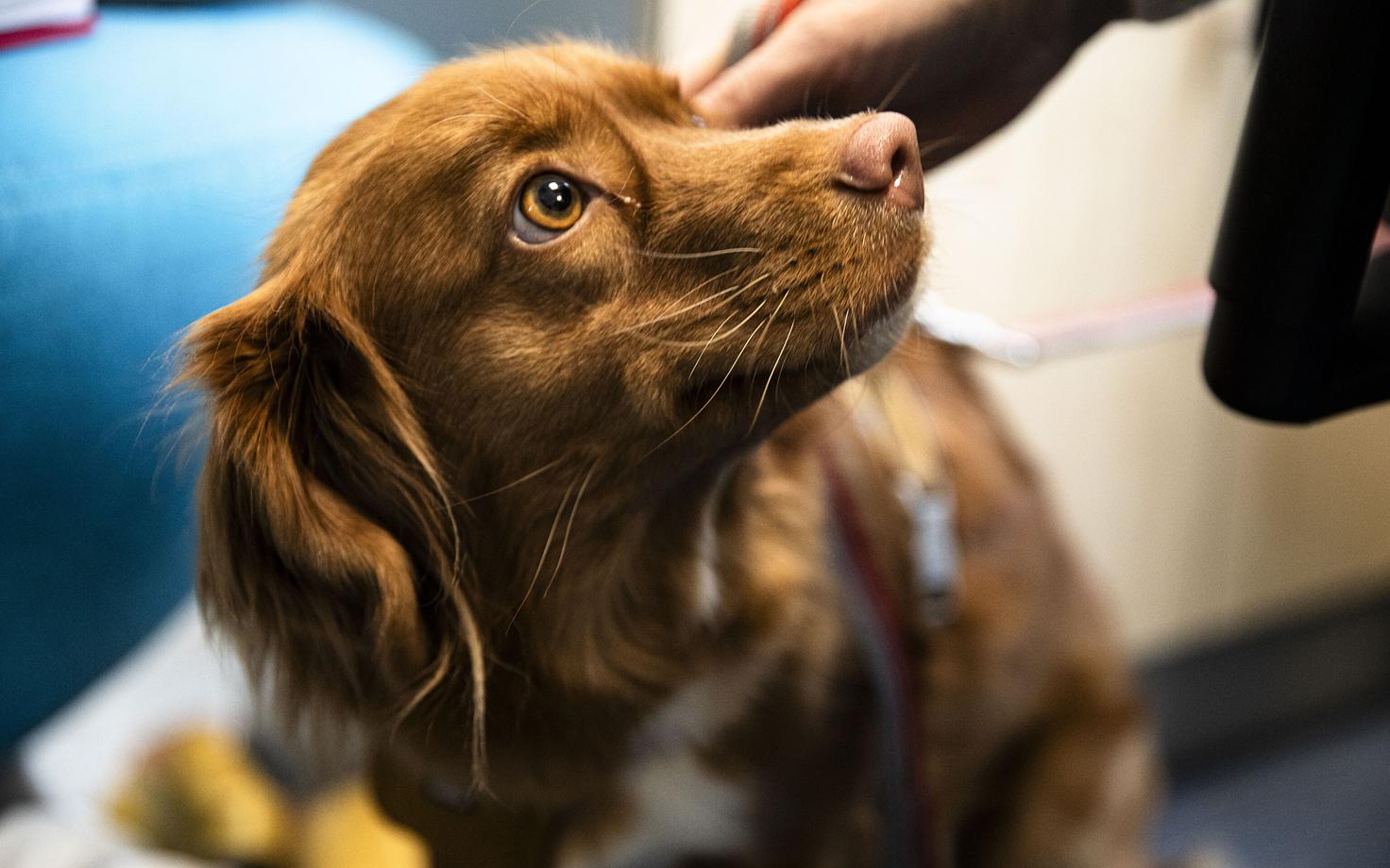 собака после курса Симпарики