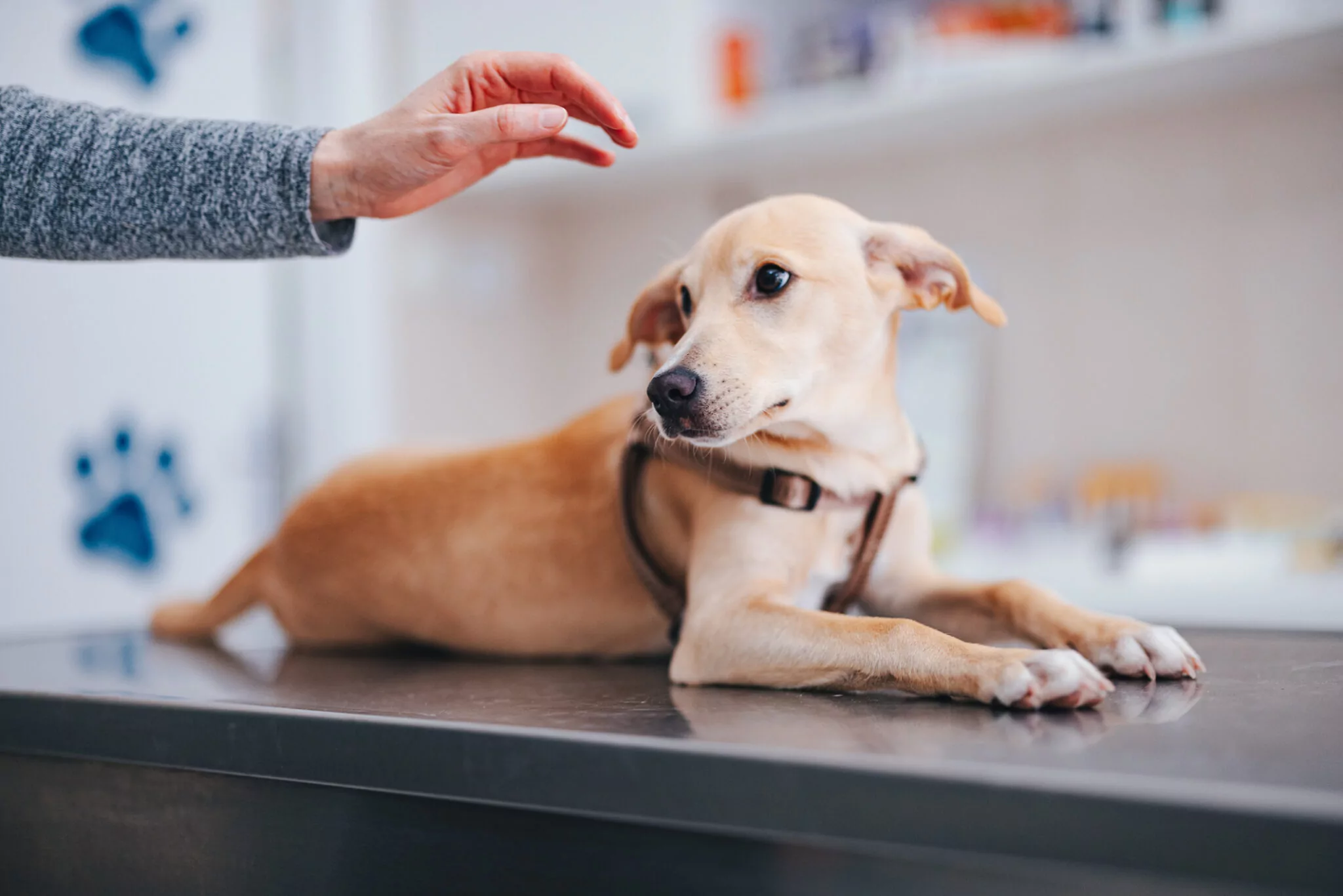 щенок на осмотре